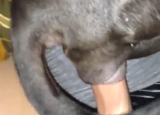 animal sex porn deep gape tight little putang