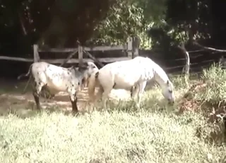 Bull fucking horse in zoo porn HQ: wild animal sex scenes, animal sex clips, and exotic zoophilia action from the wild