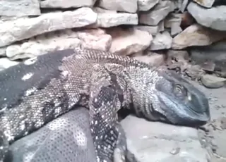Incredible rock monitor lizard sex with hard fucking