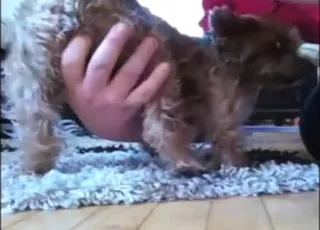 Yorkie Bitch Gets Fingering in HD Zoo Porn Movie animal sex Scene