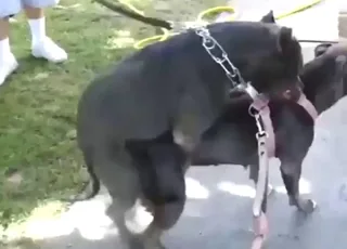 Black beasts mating outdoors getting a cumshot