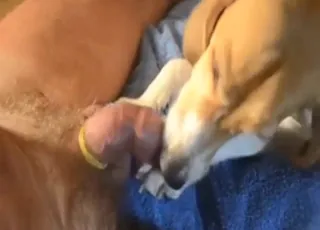 Dog with pretty face licking huge dick in close-up
