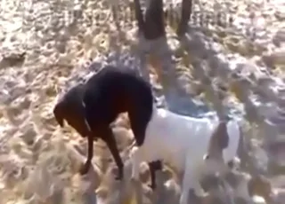 Short Goat and Dog Sex Clip in English Zoo Porn