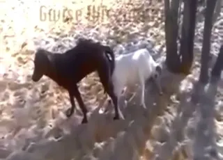 Short Goat and Dog Sex Clip in English Zoo Porn