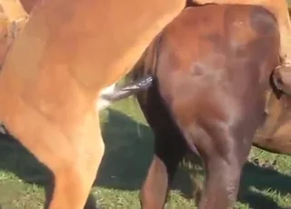 Donkey fucking mare outdoors in fresh air session