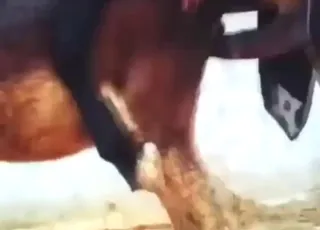 Lucky Donkey Mating in Vintage XXX Movie Scene