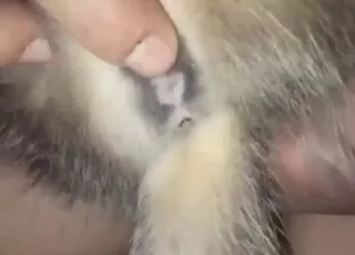 Close-up of a kitty pussy getting fucked