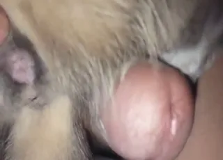 Close-up of a kitty pussy getting fucked