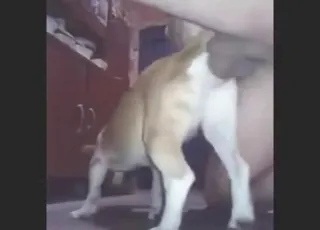 Doggystyle animal sex with a sexed-up dog