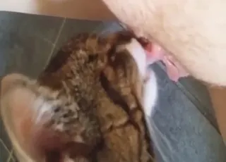 Cat licks pussy close up – zooporn animal sex scene with hot animal porn shots