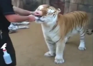 Hot orange tiger fucking tight hole in zoo porn clip