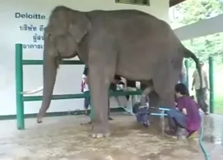 Sexy elephant posturing for zoophile porn