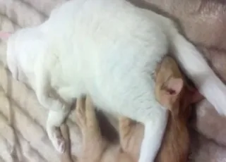 Zoo porn: Kitty sucks cat in short XXX clip