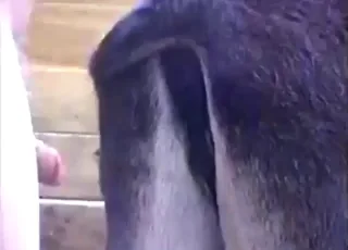 Leaky donkey slut power-fucked silly in short clip