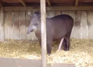Naked tapir shows off body outside in short zoo clip