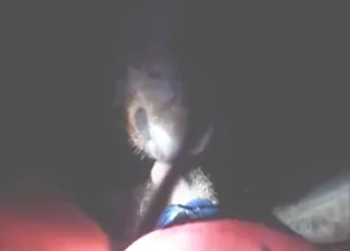 Bull gives perfect blowjob to dick in hard POV movie
