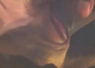 Slutty animal gets dicked down hard in short clip