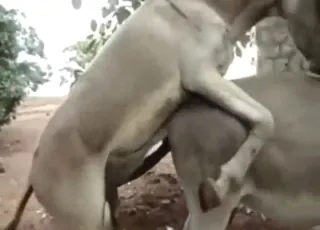 Donkey Anal Fun: Short Voyeur Clip of Horse Sex in Stable