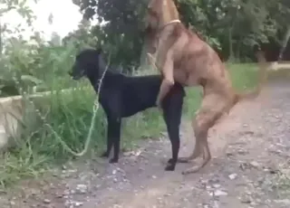 Two dogs mating outside in short animal sex clip
