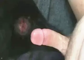 Sore dog asshole gets fucked harder in hardcore scene