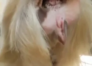 Goat sex clip with gaping animal in yard