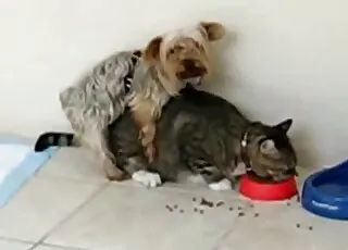 Confused Kitty Fucked By Small Dog In Short Zoo Clip