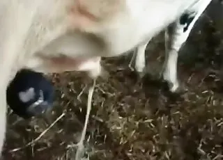 Wonderful animal sex action in a barn - hot zoo porn with real animals