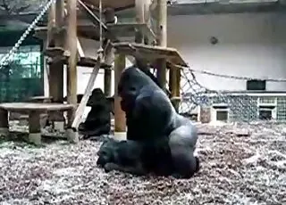 Huge black monkey gets fucked by a gorilla