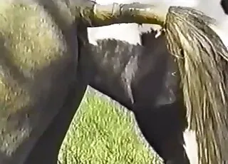 Gorgeous pony and nice horse having sex in short clip