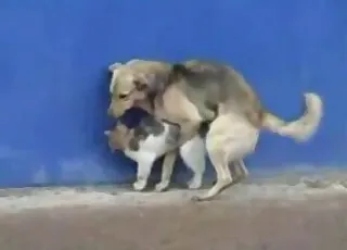 Small trained dog nicely screws young kitty in short clip
