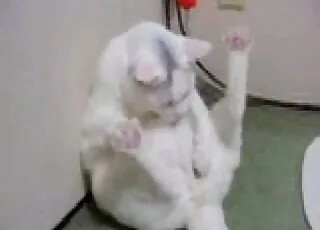 Small pointy cat penis close up on camera zooporn
