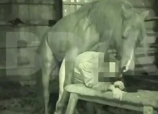 Aesthetic Muscled Horse Fucks Man From Behind