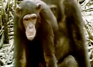 Sweet monkey girlfriend gets rough fucked by boyfriend