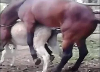 Cute stallion fucks passionate mare from behind