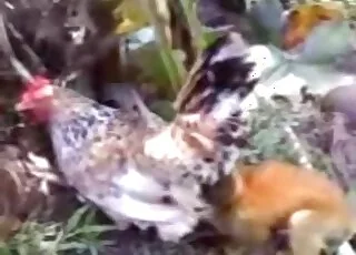 Sweet young animal screwed on the ground in zoo porn