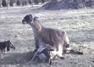 Aesthetic farm animal amateur porn clip featuring cows and horses in natural zoo setting