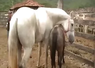 Sensual Horse Sex: Passionate Mating on Camera