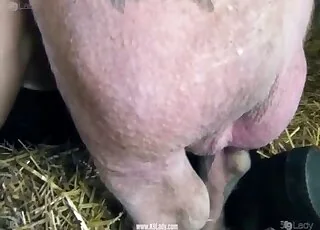 Farm beast doggy style fuck on the ranch