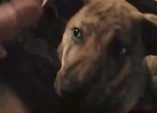 Mobile animal porn clip with cum like mad