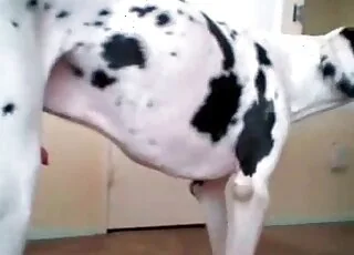Cute Dalmatian gets a real zoo fuck in this sexy porn movie