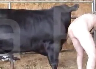 Black bull showing off goodies in hot zoo porn clip